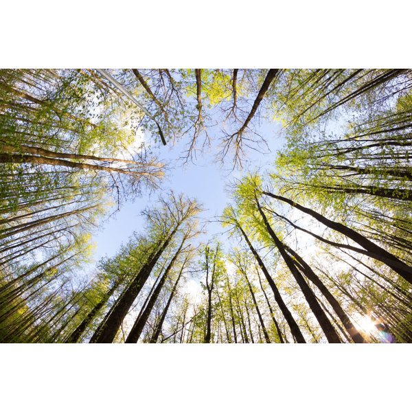 Union Rustic Leinwandbild Blick Auf Den Himmel Vom Wald Aus Wayfair De